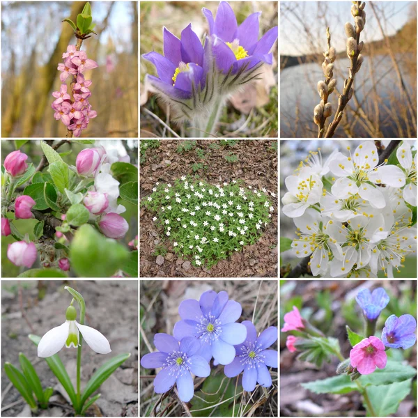 春天的花朵 — 图库照片
