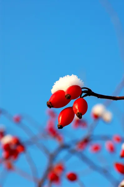 Berry of dog-rose — Stock Photo, Image