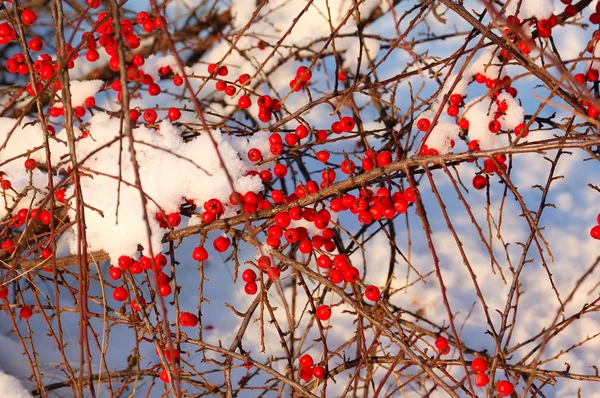 Many red berry — Stock Photo, Image