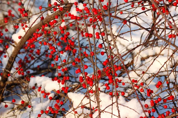 Poucas baga vermelha estão na neve — Fotografia de Stock