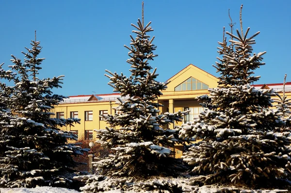 stock image Winter pretty spruce