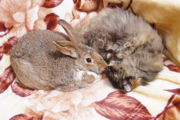 猫とウサギ — ストック写真