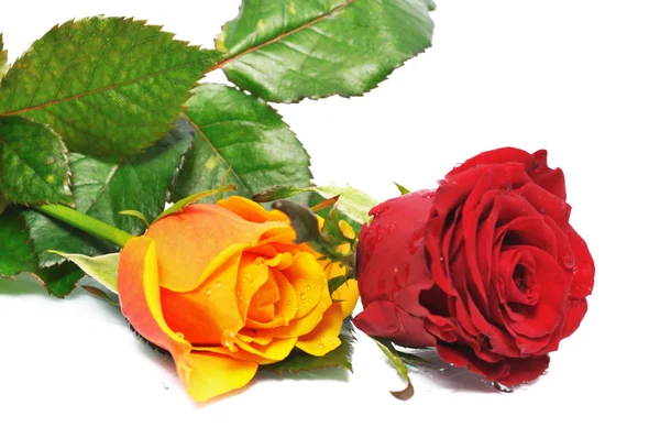 Dvě krásná růže — Stock fotografie