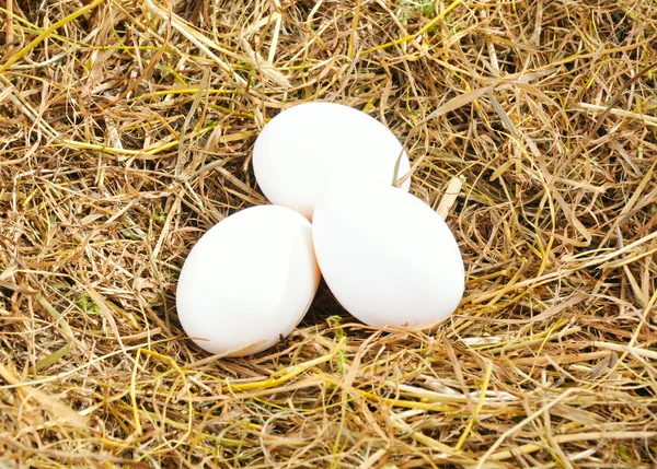 Tre vita ägg — Stockfoto
