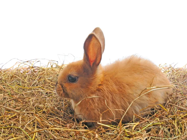 Un lapin assis sur la paille — Photo