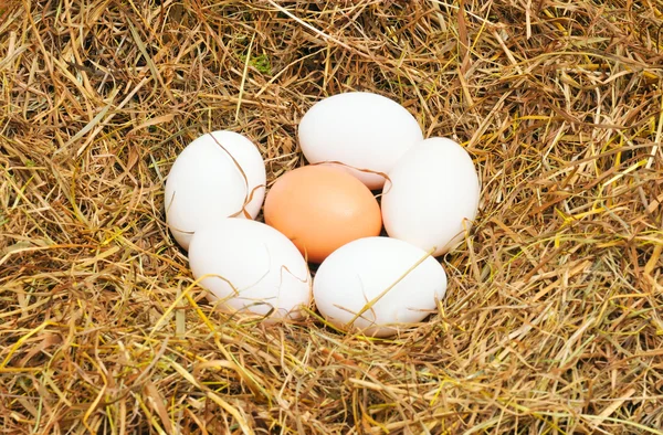Five white eggs and one yellow egg — Stock Photo, Image