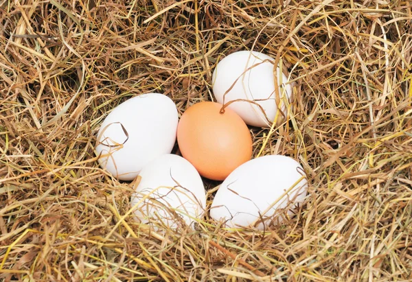 Five fresh eggs — Stock Photo, Image