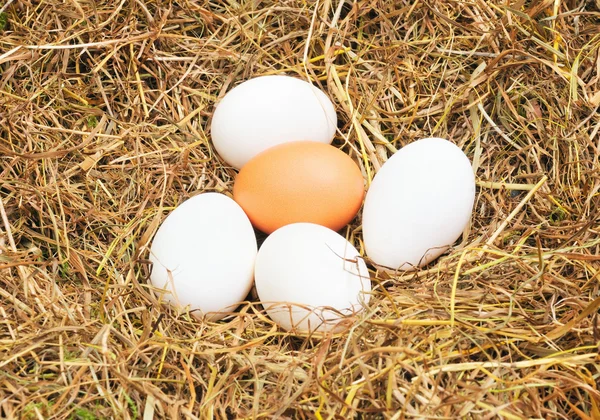 Poche uova — Foto Stock