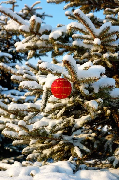 Una palla rossa su abete di ramo — Foto Stock
