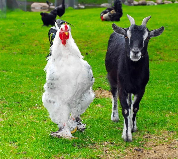 Ziege und Hahn gehen zusammen — Stockfoto