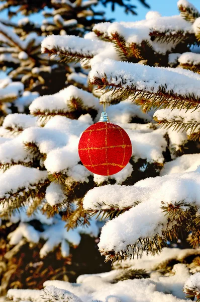 Red ball on branch fir — Stock Photo, Image
