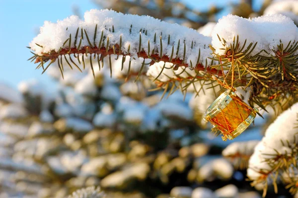 Inredda gren fir — Stockfoto