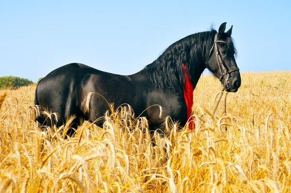 Pretty black horse with red ribbon in mane — Stock Photo, Image