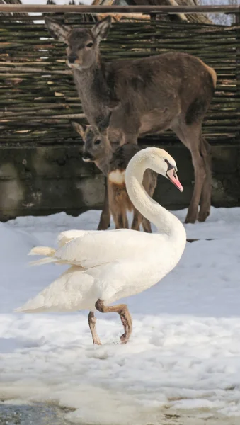 Cisne branco de beleza — Fotografia de Stock
