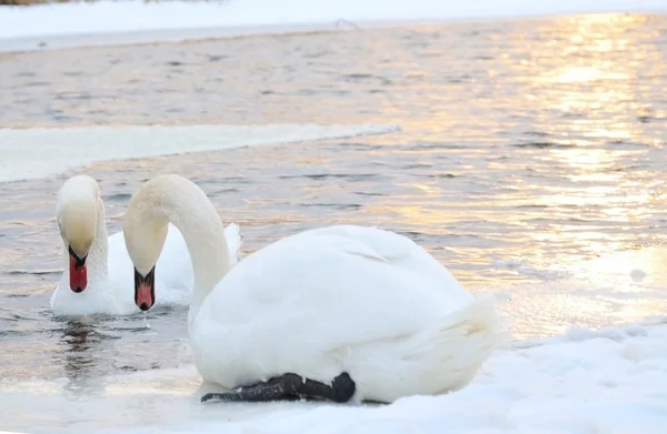Pair swan — Stok fotoğraf