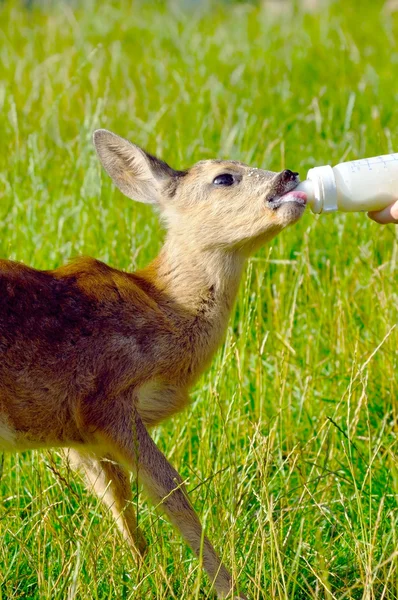 Jonge schattige herten dranken melk — Stockfoto