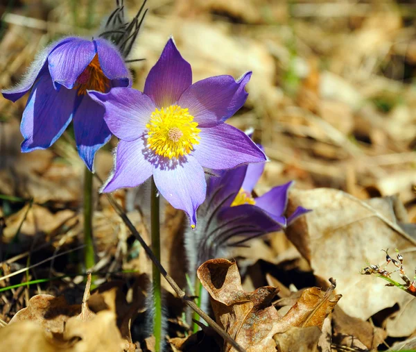 stock image Blue snowdrop