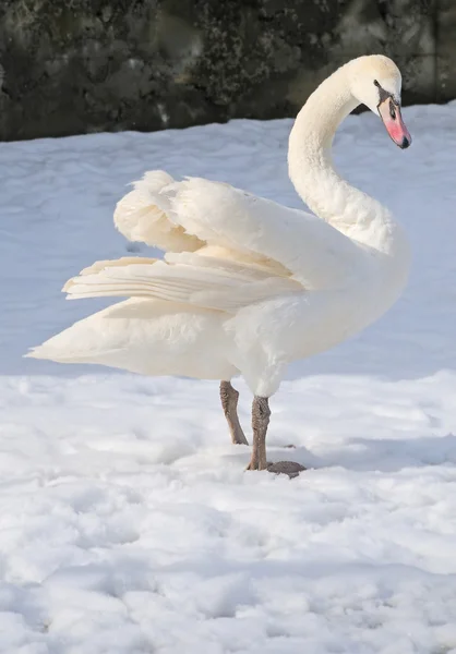 Één zwaan blijven op sneeuw — Stockfoto