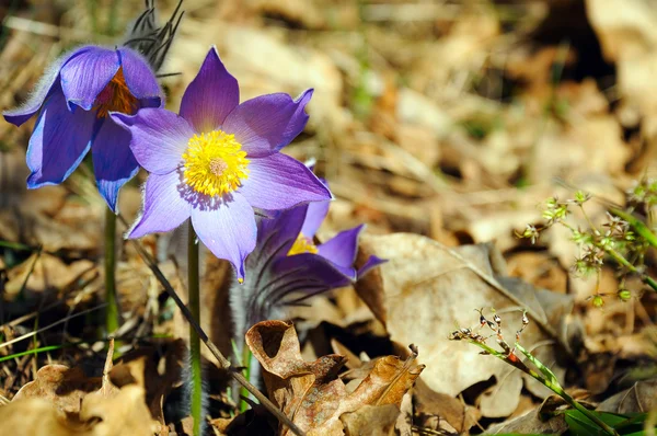 Modré lesní květiny mezi suchými podzimními listy — Stock fotografie