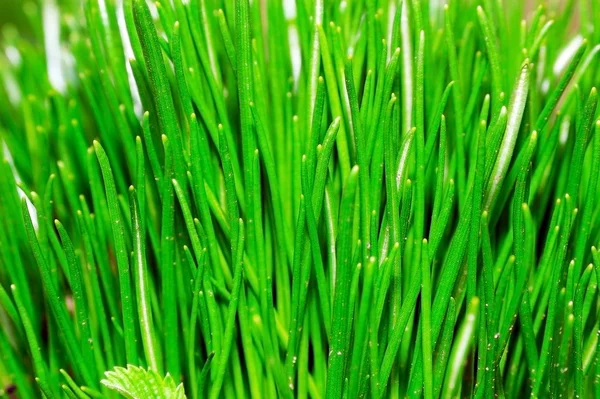 Крупный план фото зеленого лука — стоковое фото