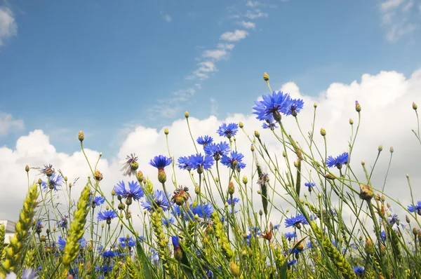 ブルーのコーンフラワーから夏の畑 — ストック写真