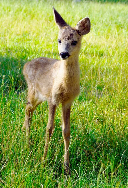Mladá hezká jelen v rezervaci — Stock fotografie