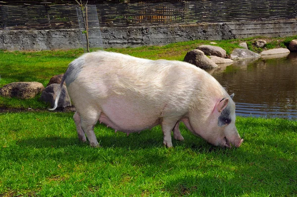 Yaz aylarında açık havada şirin domuz — Stok fotoğraf