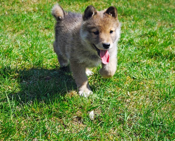 Portrait of little shepherd puppy on a walk — Stock Photo, Image