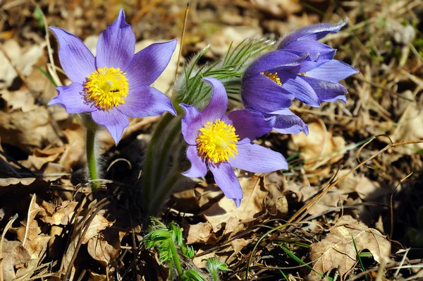 Pequeñas flores del bosque azul — Foto de Stock