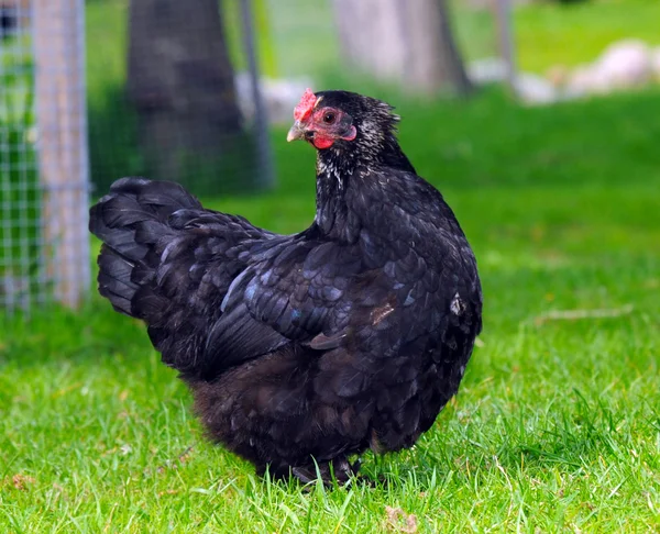 Zwarte kip op groen veld — Stockfoto