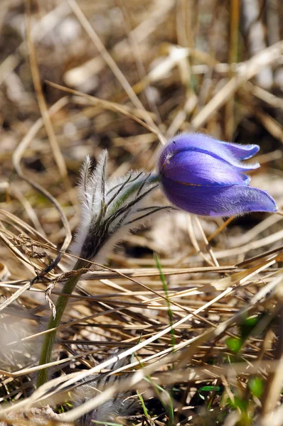 Modrý lesní květ na jaře a slunci — Stock fotografie