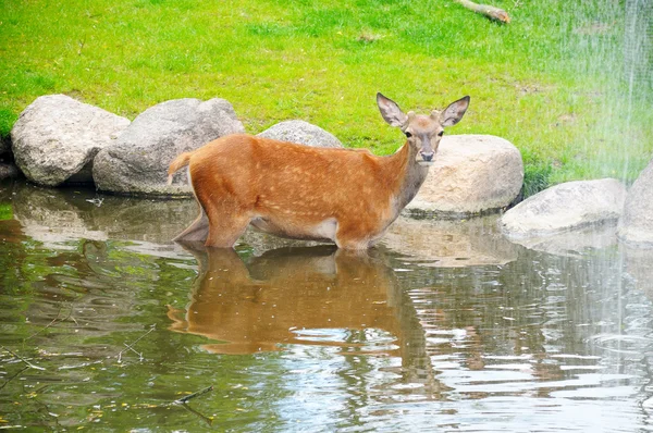 滝の近くの川で子鹿 — ストック写真