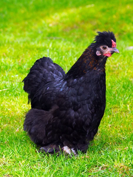 Negro polla en verde campo — Foto de Stock