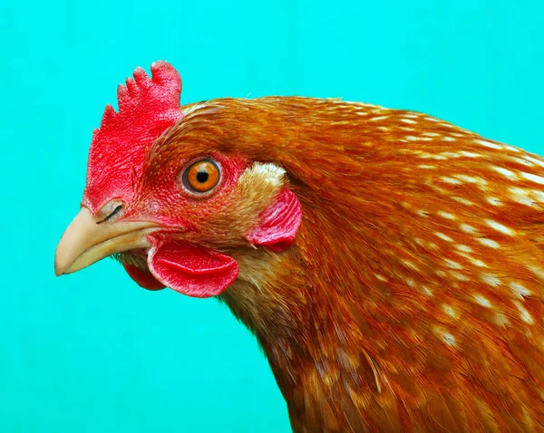 Primer plano retrato de polla —  Fotos de Stock