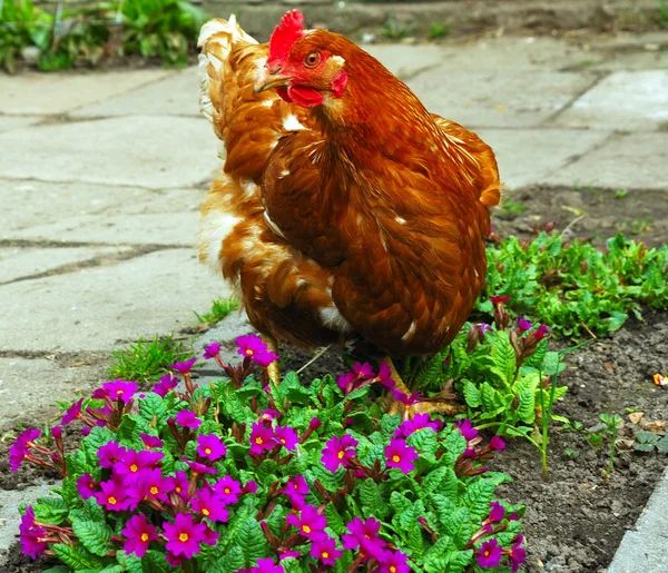 Polla en el jardín —  Fotos de Stock