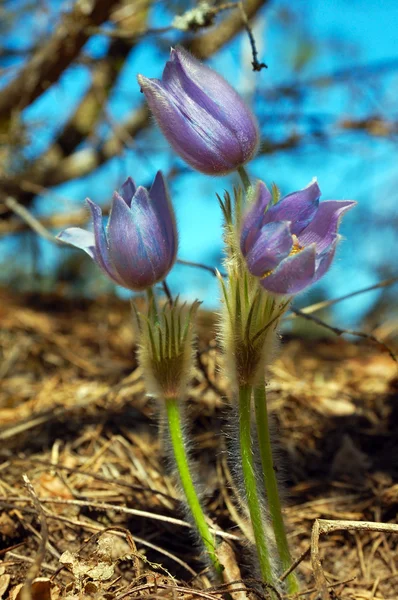 Krásné modré lesní květiny — Stock fotografie