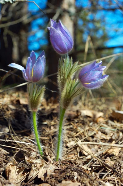 Hezké modré lesní květiny — Stock fotografie