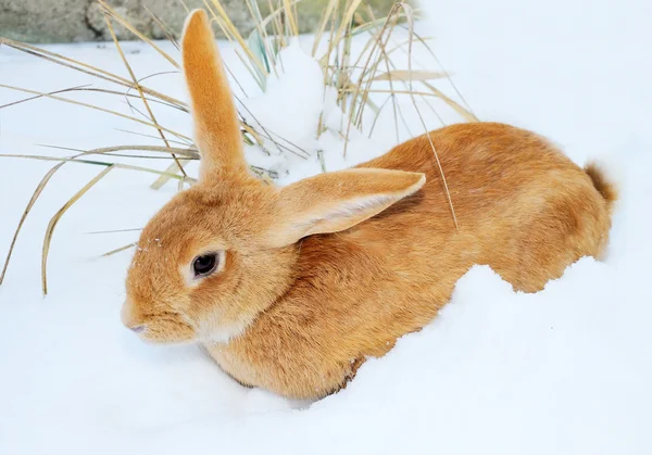 Kar üzerinde güzel tavşan — Stok fotoğraf