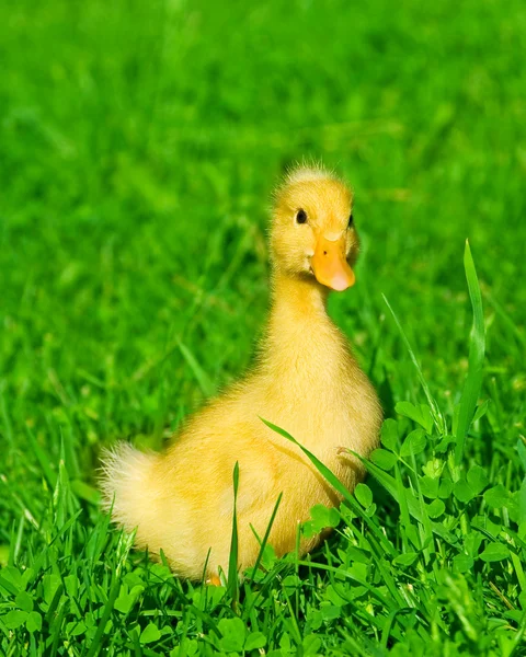 Um pato pequeno na grama verde — Fotografia de Stock
