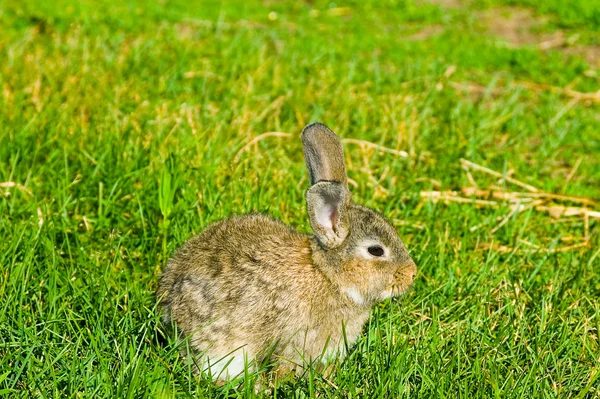 Szary królik na zielonej trawie — Zdjęcie stockowe