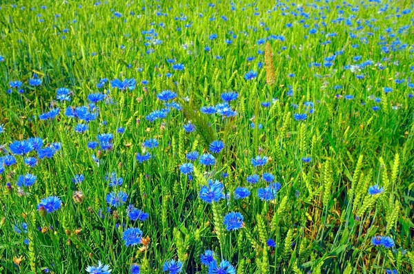 Sommerfeld aus blauen Kornblumen und Weizen — Stockfoto