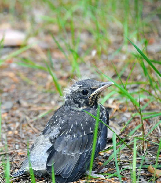 Baby bird perched in grass — Stock Photo, Image