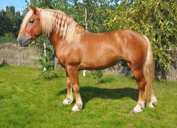 Sorrel horse on green grass — Stock Photo, Image