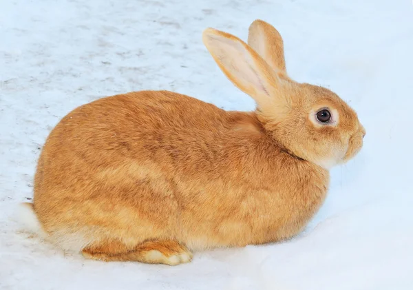 Pretty rabbit on snow — Stock Photo, Image