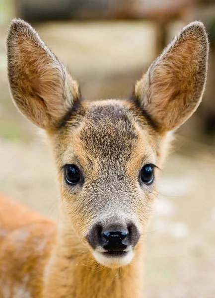 Küçük benekli geyik — Stok fotoğraf