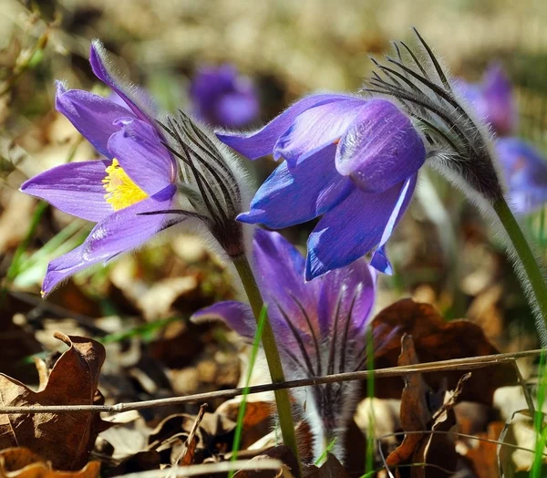 Mavi pasqueflower — Stok fotoğraf