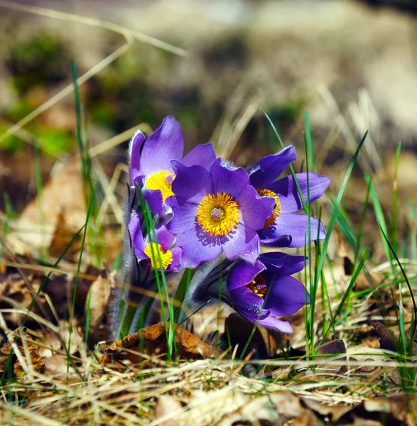 Modrý pasqueflower na jaře — Stock fotografie