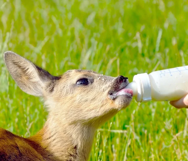 Jovem cervo bonito bebe leite — Fotografia de Stock