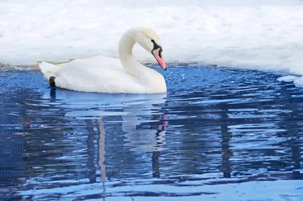 Un cisne nadando — Stok fotoğraf