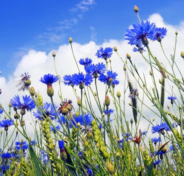 Sommerfeld aus blauer Kornblume — Stockfoto